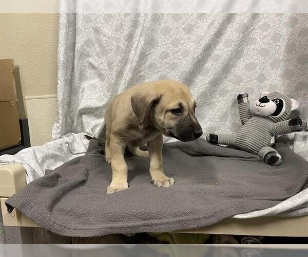 Medium Photo #1 German Shepherd Dog-Unknown Mix Puppy For Sale in Modesto, CA, USA