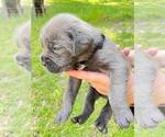 Small Photo #4 Cane Corso Puppy For Sale in DORCHESTER, SC, USA