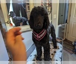Small Photo #41 Poodle (Standard) Puppy For Sale in SAND SPRINGS, OK, USA