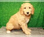 Small Photo #7 Golden Retriever-Poodle (Toy) Mix Puppy For Sale in SHAWNEE, OK, USA