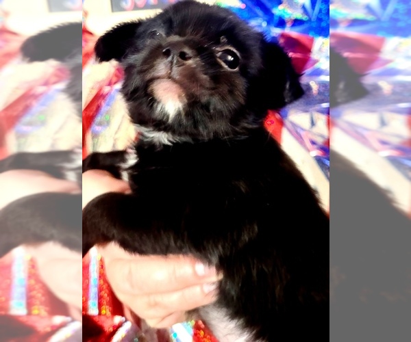Medium Photo #103 Yorkshire Terrier Puppy For Sale in AKRON, OH, USA