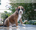 Puppy Pierce Boxer