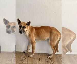 German Shepherd Dog Dogs for adoption in Bolivar, MO, USA