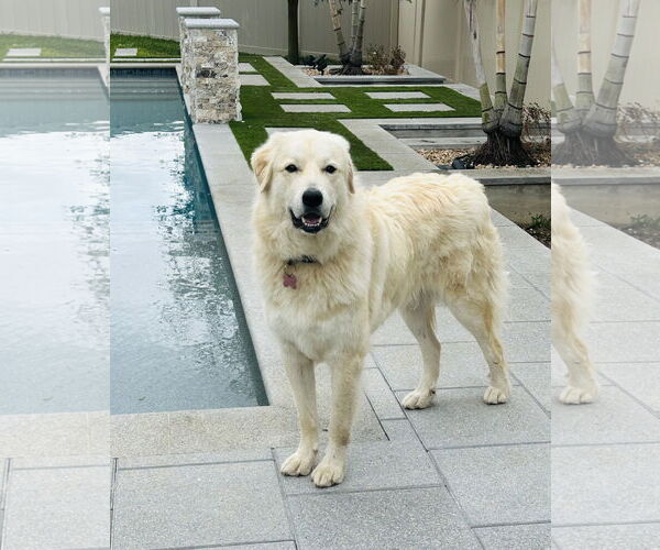 Medium Photo #7 Golden Pyrenees Puppy For Sale in Valrico, FL, USA