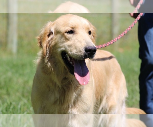Medium Photo #1 Golden Retriever Puppy For Sale in NEOLA, WV, USA