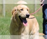 Small Photo #1 Golden Retriever Puppy For Sale in NEOLA, WV, USA