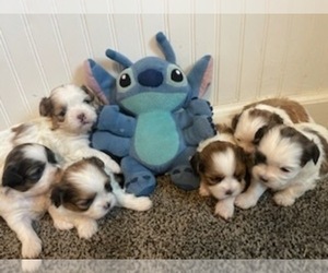 Shih Tzu Litter for sale in DOUGLASVILLE, GA, USA