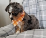 Small Photo #1 Miniature Bernedoodle-Poodle (Toy) Mix Puppy For Sale in HERRIMAN, UT, USA