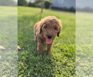 Goldendoodle Puppy for Sale in UNION POINT, Georgia USA
