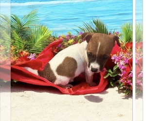 Jack Russell Terrier Puppy for sale in NASHVILLE, NC, USA