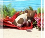 Image preview for Ad Listing. Nickname: Arthur