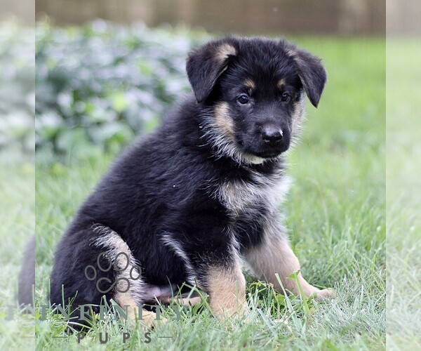 Medium Photo #2 German Shepherd Dog Puppy For Sale in COATESVILLE, PA, USA
