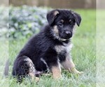 Small #1 German Shepherd Dog