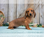 Small Photo #1 Dachshund Puppy For Sale in GREENWICH, OH, USA