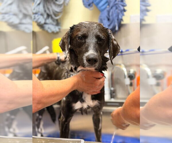 Medium Photo #4 Border Collie-Unknown Mix Puppy For Sale in Mundelein, IL, USA