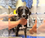 Small #3 Border Collie Mix