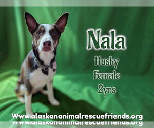 Siberian Husky-Unknown Mix Dogs for adoption in Anchorage, AK, USA