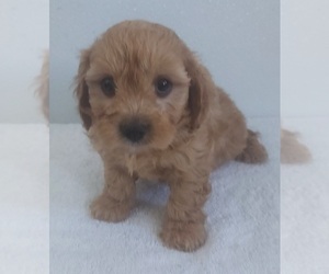 Cavapoo Puppy for sale in CENTENNIAL, CO, USA