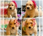 Small Photo #18 Golden Retriever-Goldendoodle Mix Puppy For Sale in LEICESTER, NC, USA