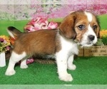 Small Bea-Tzu