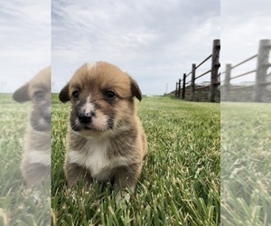 Pembroke Welsh Corgi Puppy for sale in ARTHUR, IL, USA
