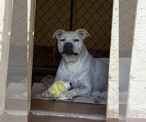 Nico - Male Argentinian Mastiff-Eurasier Mix Dog for Adoption - Photo #2
