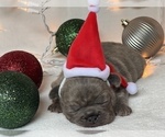 Small Photo #4 French Bulldog Puppy For Sale in FLEMING ISLAND, FL, USA