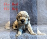 Puppy Red Golden Retriever