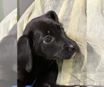 Small #1 Labrador Retriever Mix