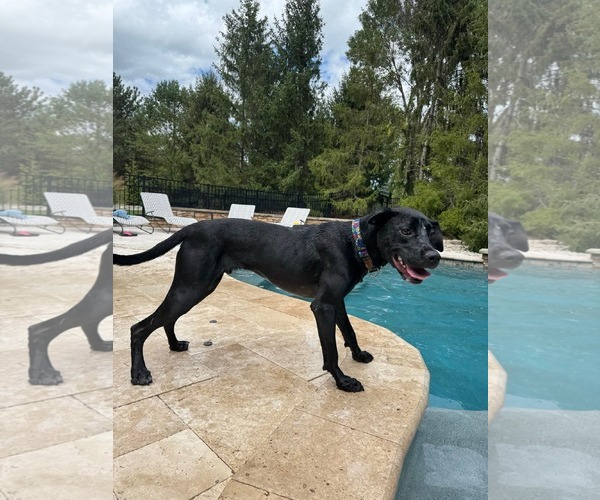 Medium Photo #13 Labrador Retriever-Unknown Mix Puppy For Sale in Germantown, OH, USA