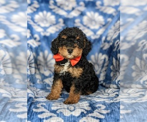 Aussiedoodle Miniature  Puppy for sale in OXFORD, PA, USA