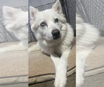 Small #2 Siberian Husky Mix