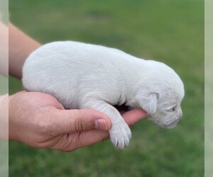 Labrador Retriever Puppy for sale in ANAHUAC, TX, USA