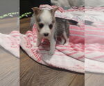 Small Huskies  Mix