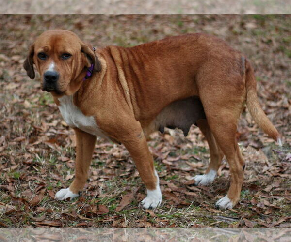 Medium Photo #10 Basset Hound-Redbone Coonhound Mix Puppy For Sale in Attalka, AL, USA
