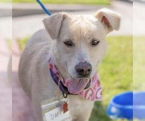 Collie-Labrador Retriever Mix Dogs for adoption in San Diego, CA, USA