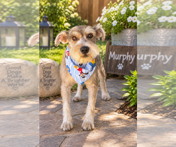 Medium Photo #2 Mutt Puppy For Sale in Menifee, CA, USA