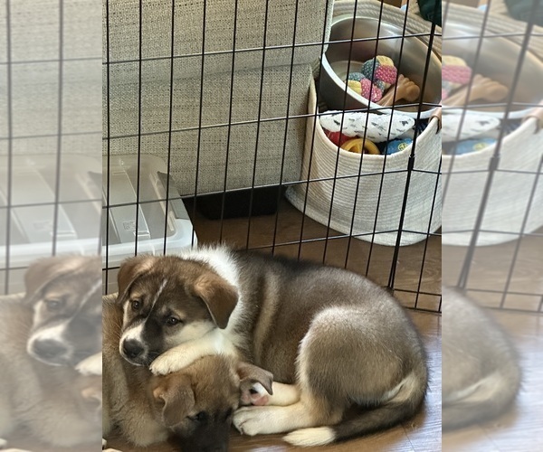 Medium Photo #10 Akita-Huskies  Mix Puppy For Sale in DUBLIN, CA, USA