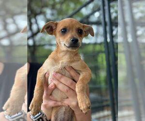 Mutt Dogs for adoption in Oak Bluffs, MA, USA