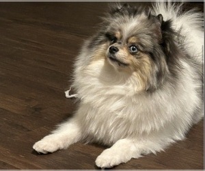 Father of the Pomeranian puppies born on 07/05/2026