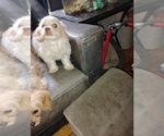 Puppy Cute thang Cavapoo