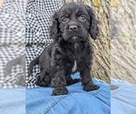Small Photo #3 Cock-A-Poo-Cocker Spaniel Mix Puppy For Sale in SALEM, MO, USA