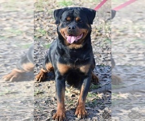 Mother of the Rottweiler puppies born on 09/09/2022