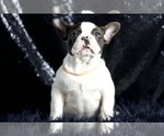 Small Photo #66 French Bulldog Puppy For Sale in WARSAW, IN, USA