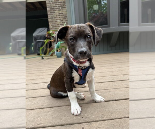 Medium Photo #4 Mutt Puppy For Sale in Mundelein, IL, USA