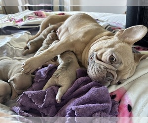 Mother of the French Bulldog puppies born on 02/07/2024