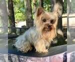Small Photo #9 Yorkshire Terrier Puppy For Sale in KEITHVILLE, LA, USA