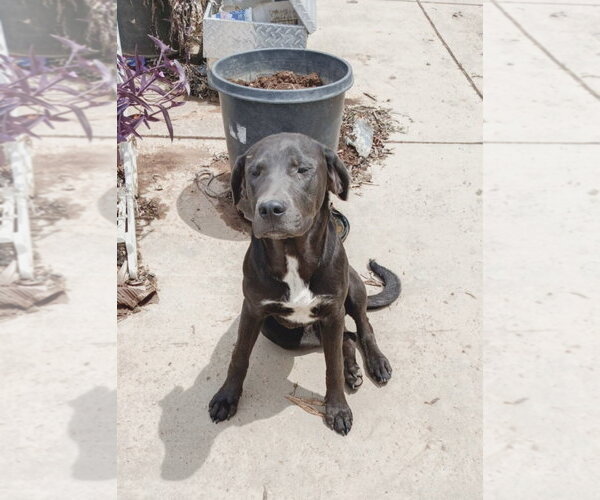 Medium Photo #5 Labrenees Puppy For Sale in Milpitas, CA, USA