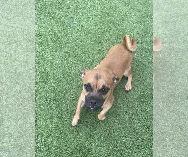 Medium Photo #3 Chug Puppy For Sale in Tempe , AZ, USA