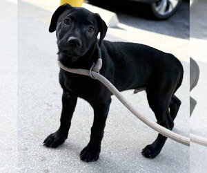 Oregano - TRAINING CAMP - Male Catahoula Leopard Dog-Unknown Mix Dog for Adoption - Photo #15